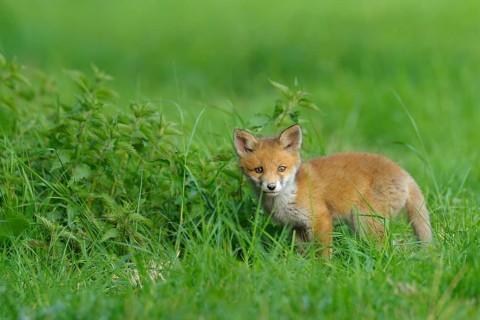 Fox cub, Vulpes vulpes, Germany, Europe