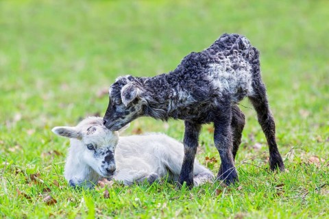 Two newborn black and white lambs together in green pasture during spring season