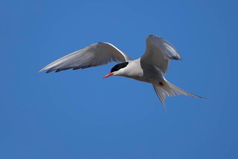 Arctic tern