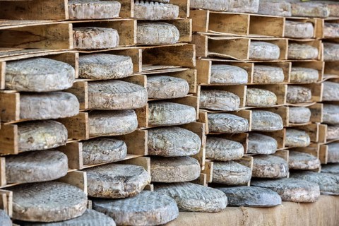 Whole cheeses at a market in France