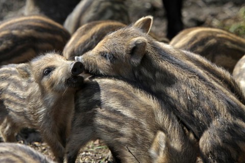 Wild boar Fresh boar