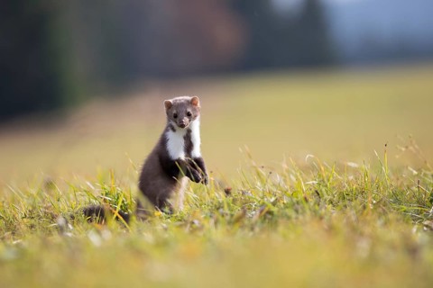 Stone marten, Martes foina, stone marten