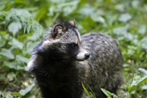 Tanuki