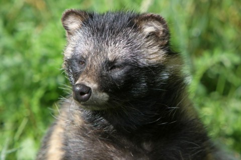 Tanuki