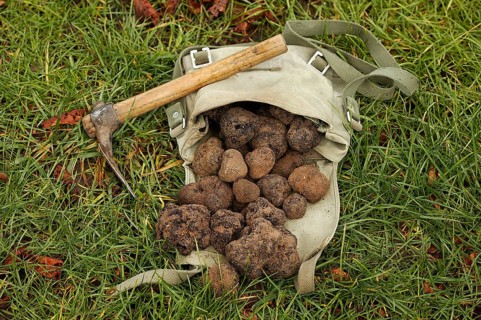 Black truffle (tuber melanosporum), Perigord truffle, Perigord truffle, Perigord truffle, Black