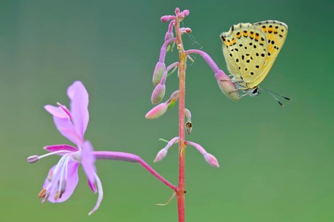 Common blue butterfly (Polyommatus icarus) on willowherb, lateral, Lower Saxony, Germany, Europe