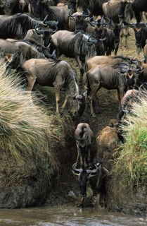 Blue Wildebeest (connochaetes taurinus), Herd crossing Mara River during Migration, Masai Mara Park