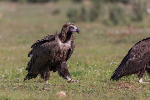 Cinerous vulture, Black vulture (Aegypius monachus), Spain, Europe