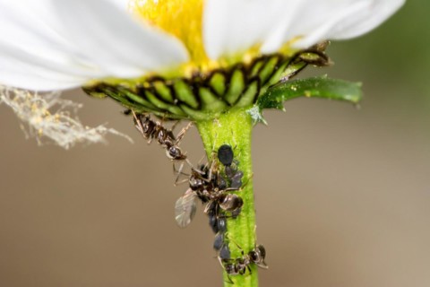 Lice and Ants on the stem of a flower