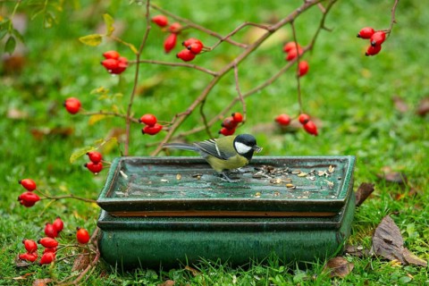 Great tit with food in beak in table with food in front of red rosehips sitting in green grass