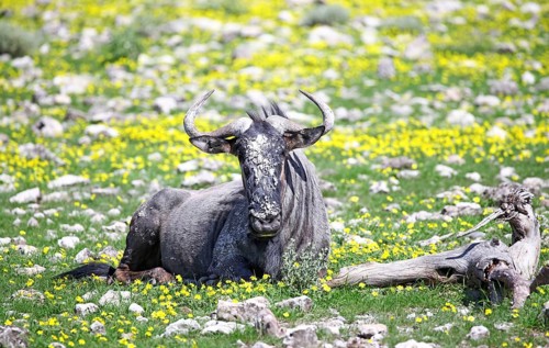 Wildebeest in the Bl