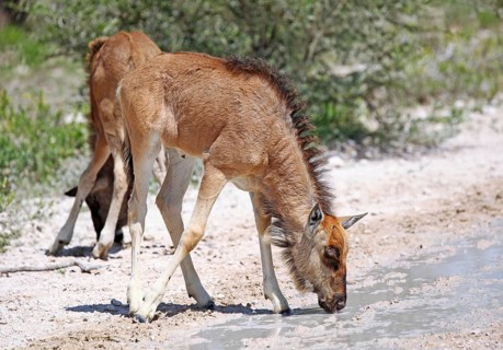 Very young wildebeest, Etosha, Namibia, very young wildebeest, Etosha, Namibia, Africa