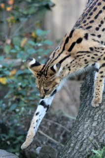 Serval