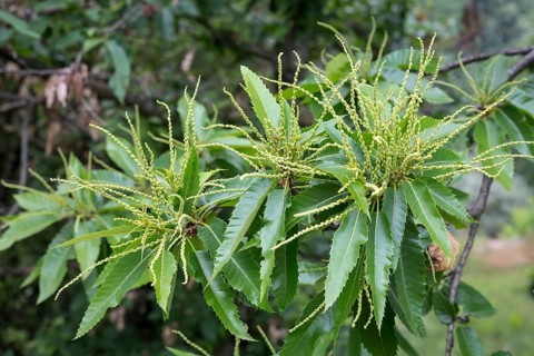 Inflorescence of the sweet chestnut in the Ardeche, southern France
