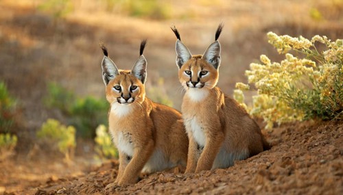 AI generated, animal, animals, mammal, mammals, biotope, habitat, two, female, juvenile, foraging,