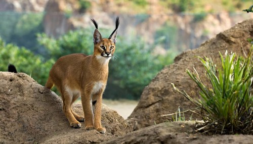 AI generated, animal, animals, mammal, mammals, biotope, habitat, a, individual, foraging,