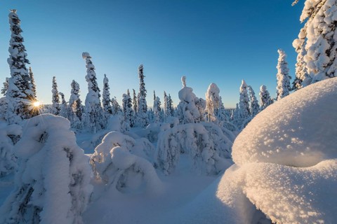 Snow-covered trees, Muddus National Park, Laponia World Heritage Site, Norrbotten, Lapland, Sweden,