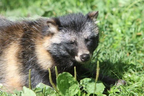 Tanuki