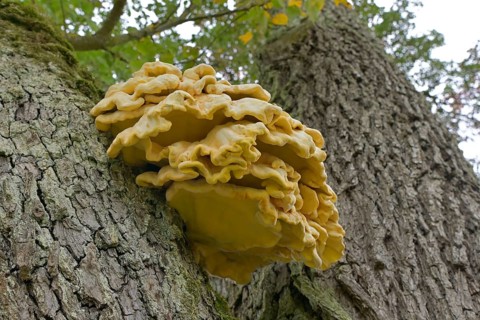Common sulphur fungus (Laetiporus sulphureus), Schwäbisch Hall, Heilbronn-Franken,