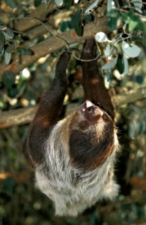Maned sloth (bradypus torquatus), adult hanging from branch, Pantanal in Brazil