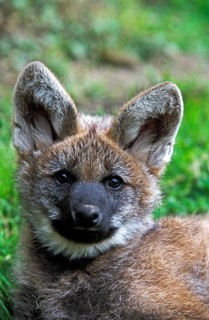 Maned Wolf (chrysocyon brachyurus), Portrait of Pup