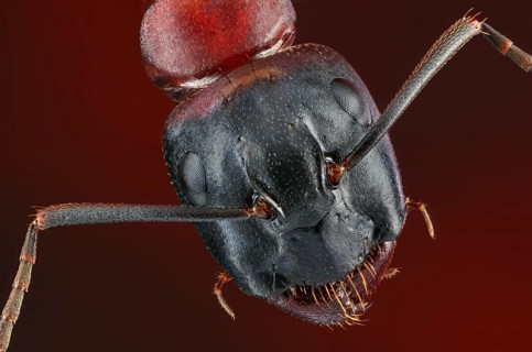 Head of a brown-black horse ant (Camponotus) in dorsal view