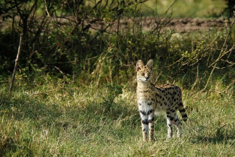 Serval (leptailurus serval), Adult, Masai Mara Park in Kenya
