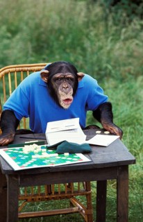 Chimpanzee (pan troglodytes), Trained Monkey playing Scrabble
