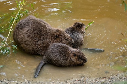 European beaver (Castor fiber) and young, Rosenheim, Bavaria, Germany, Europe