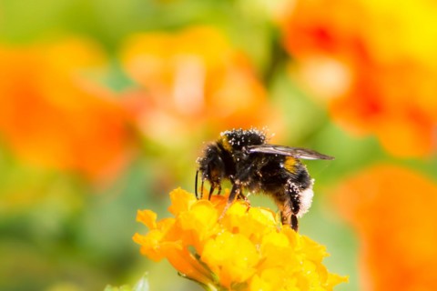 Macro of a bumblebee collecting nectar on a lantana camara flower