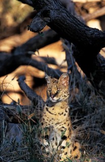 Serval (leptailurus serval)