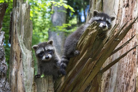 Raccoon (Procyon lotor) , Young animal, Lower Saxony, Germany, Europe