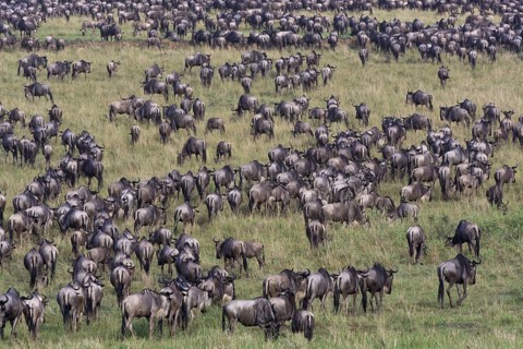 White-bearded wildebeest, Maasai Mara Game Reserve (Connochaetes taurinus albojubatus), wildebeest,