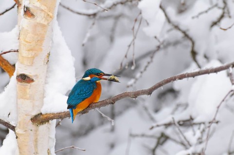 Common kingfisher with fish (Alcedo atthis) Lower Saxony, Germany, Europe
