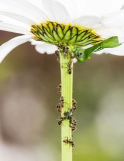 Lice and Ants on the stem of a flower