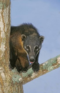 Ringtailed Coati or Coatimundi (nasua nasua), Adult perched in Tree, Pantanal in Brazil
