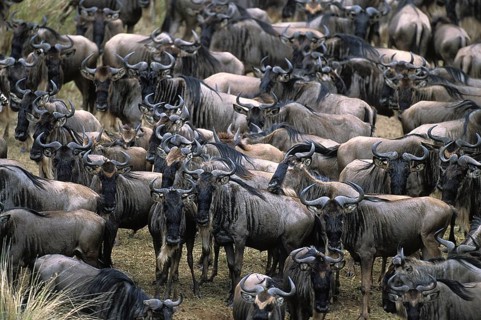 Blue Wildebeest (connochaetes taurinus), Herd ready for crossing Mara River during Migration, Masai