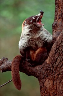 White nosed coati (Nasua narica)