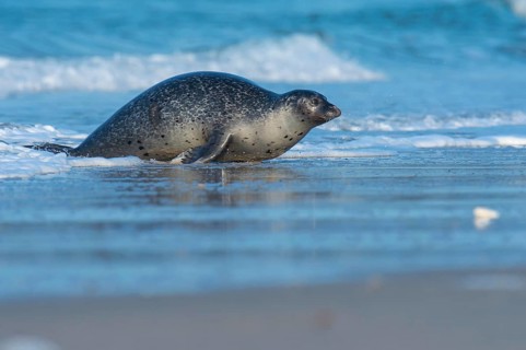 Harbor seal (Phoca vitulina), Heligoland, Schleswig-Holstein, Germany, Europe