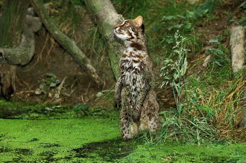 Leopard cat (prionailurus bengalensis), adult hunting, on hind legs