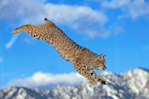 BOBCAT (lynx rufus), ADULT LEAPING, CANADA