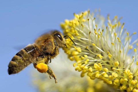 Bee at the willow catkin