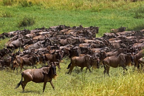 Blue Wildebeest (connochaetes taurinus), Herd Migrating, Masai Mara Park in Kenya