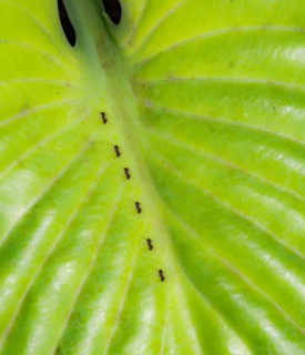 Ants crawling on the green leaf of a hosta plant