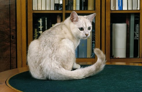 Burmilla Domestic Cat, Adult sitting near Bookshelf