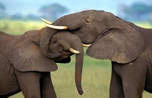 African Elephant (loxodonta africana), Immatures playfighting, close-up of heads, Kenya, Africa