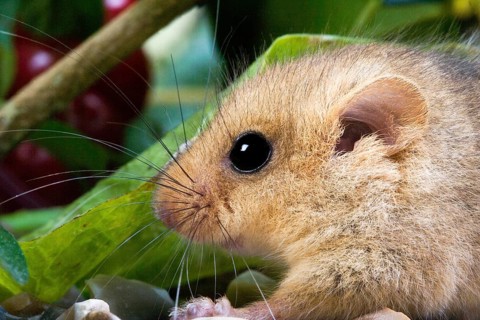 COMMON DORMOUSE (muscardinus avellanarius), PORTRAIT OF ADULT, NORMANDY IN FRANCE