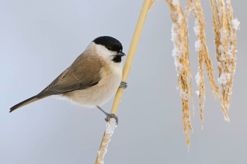Willow tit (Parus montanus) , Tit, Tit, Lower Saxony, Germany, Europe