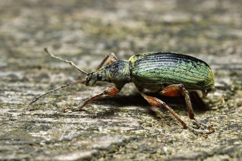 Green weevil (Phyllobius pyri), lateral view