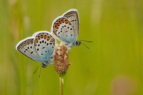 Silver-studded blue (Plebejus argus) North Rhine-Westphalia, Germany, Europe